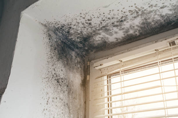 Affordable Hvac And Air Duct Mold Remediation solutions in Ivor, VA